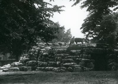 ElandAntelope Paddock i London Zoo i juni 1924 av Frederick William Bond