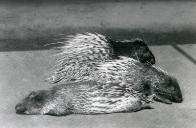 Three Cape South African Porcupines, London Zoo, 1925 av Frederick William Bond