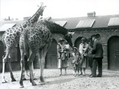 Tre damer med tre små barn besøker giraffen i paddocken deres utenfor Giraffe House, London Zoo, juli 1926 av Frederick William Bond