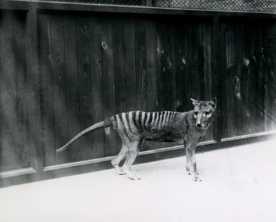 Thylacine Tasmanian Wolf i London Zoo, før 1930 av Frederick William Bond
