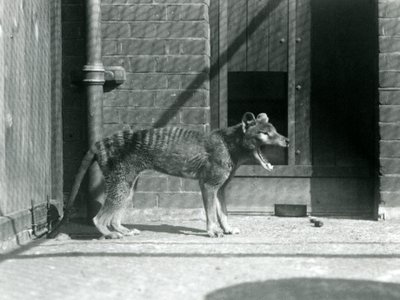 Thylacine / Tasmanian Wolf i London Zoo i august 1926 (s/hv-bilde) av Frederick William Bond