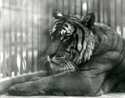 Tiger Sam i London Zoo, 1925 av Frederick William Bond