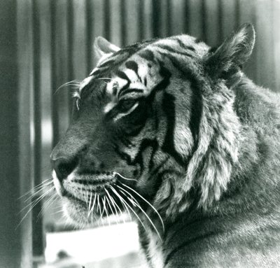 Tiger Sam i London Zoo i 1925 av Frederick William Bond