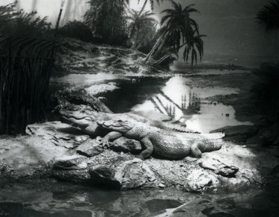 To Alligatorer, i panorama-innstilling, i London Zoo i juni 1927 av Frederick William Bond