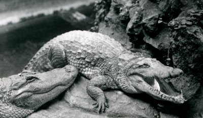 To amerikanske alligatorer i London Zoo, juli 1914 av Frederick William Bond