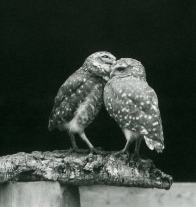 To gravende ugler som står overfor hverandre i enden av en gren, London Zoo, juli 1926 (s/hv-bilde) av Frederick William Bond