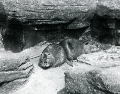 To Coypuer hviler blant steiner i innhegningen deres i London Zoo, april 1925 av Frederick William Bond