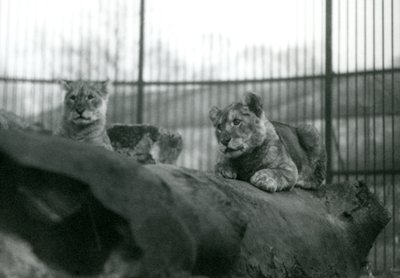 To løveunger, som var født i menasjeriet, i innhegningen deres i London Zoo, april 1924 av Frederick William Bond