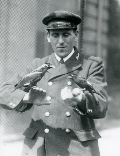 To Myna-fugler i hendene til keeper Thomas Raggett, London Zoo, juni 1924 av Frederick William Bond