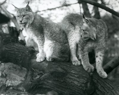 To Northern Lynx, en sittende og en stående, på en gren, London Zoo, oktober 1925 av Frederick William Bond