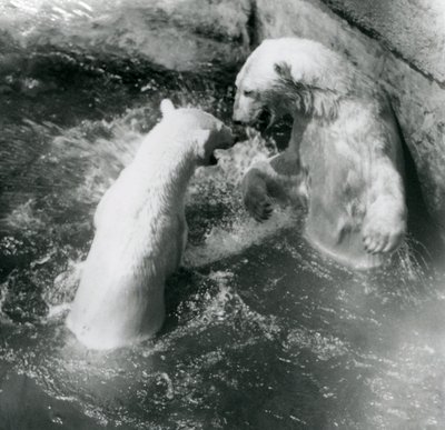 To isbjørner boltrer seg i bassenget deres. London Zoo i 1926 av Frederick William Bond