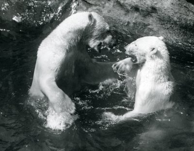 To isbjørner boltret seg i bassenget deres i London Zoo i 1926 av Frederick William Bond