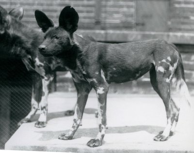 To somaliske villhunder i London Zoo, juli 1925 av Frederick William Bond