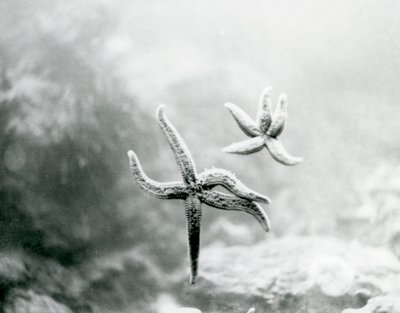 To sjøstjerner, på akvarieglasset, som viser undersiden i London Zoo i mars 1925 av Frederick William Bond