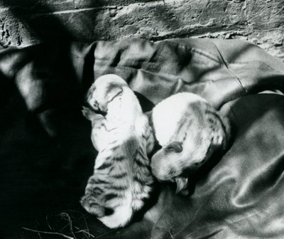 To stripete Hyaena-unger i London Zoo, ca. 1914 av Frederick William Bond