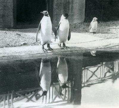 To voksne kongepingviner står ved bassenget deres med refleksjonene sine i vannet, London Zoo av Frederick William Bond