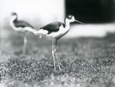 To svarthalsede stylter stående på gress, London Zoo, juli 1925 av Frederick William Bond