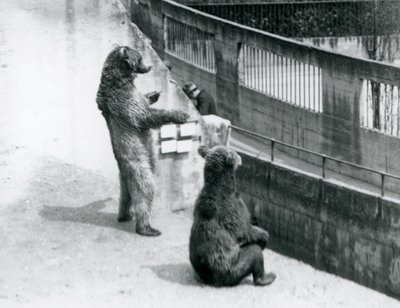 To brune bjørner, en stående på bakbena og en sittende, ser ned fra Mappin Terraces, London Zoo, juli 1925 av Frederick William Bond