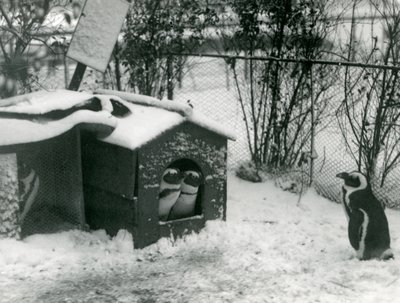 To truede svartfotpingviner ser ut av reirkassen deres i snøen, mens en annen ser på, London Zoo, 1924 av Frederick William Bond