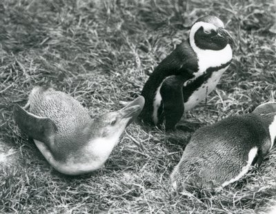 To unge og en voksen svartfot Jackass afrikanske pingviner, sittende og liggende på gress, i London Zoo april 1925 av Frederick William Bond