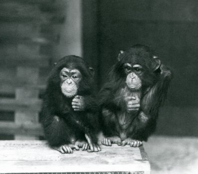 To unge sjimpanser sitter på en trekasse, London Zoo, 1924 av Frederick William Bond