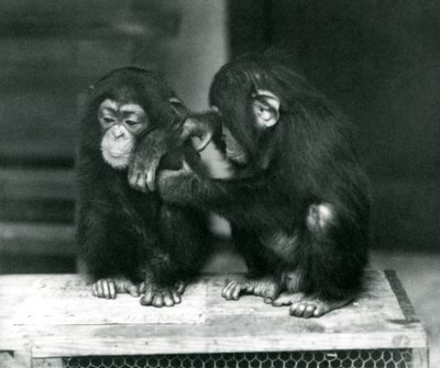 To unge sjimpanser sitter på en trekasse. Den ene sitter stille mens den andre steller pelsen, London Zoo av Frederick William Bond