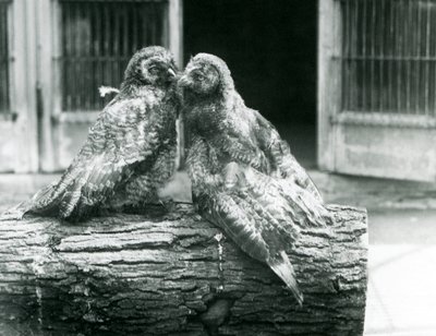 To unge store gråugler, også kjent som Lappland eller Lapp Owl, vendt mot hverandre sittende på en tømmerstokk, London Zoo, august 1926 (s/hv-bilde) av Frederick William Bond