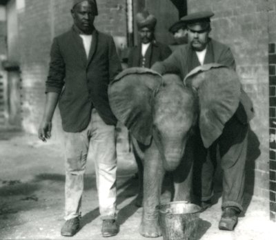 Den unge afrikanske elefanten Kiberenge, drikker fra en bøtte, med trenere Darish og Syed Ali, og Keeper H. Robertson i 1923 av Frederick William Bond