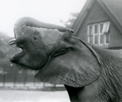 Ung afrikansk elefant Kiberenge løfter snabelen og ringer, London Zoo, august 1925 av Frederick William Bond