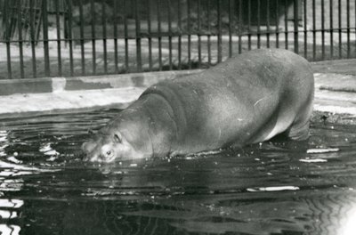 Den unge flodhest Bobbie gikk inn i bassenget sitt i London Zoo i august 1927 av Frederick William Bond