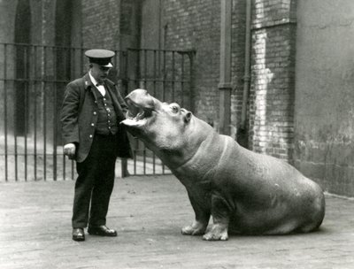 Ung flodhest Bobbie sitter for keeper Ernie Bowman, London Zoo, juli 1923 (bw-bilde) av Frederick William Bond