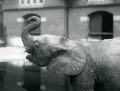 Ung kvinnelig afrikansk pygmeelefant Oojah løfter snabelen i London Zoo, august 1925 av Frederick William Bond