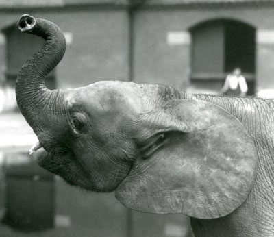 Ung kvinnelig afrikansk pygmeelefant Oojah løfter snabelen i London Zoo, august 1925 av Frederick William Bond