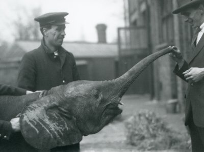 Ung kvinnelig afrikansk pygmeelefant Oojah løfter snabelen for en godbit i London Zoo, juni 1925 av Frederick William Bond