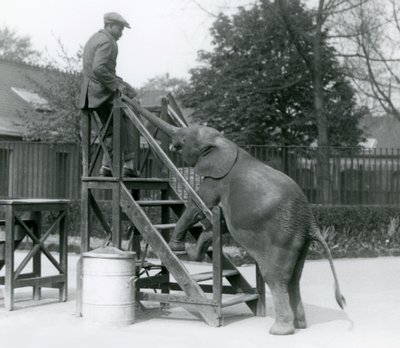 Ung kvinnelig afrikansk pygmeelefant Oojah med forføttene på ombordstigningstrinnene, strekker seg etter treneren sin, som er på det øverste trinnet, med snabelen, London Zoo, juni 1925 av Frederick William Bond