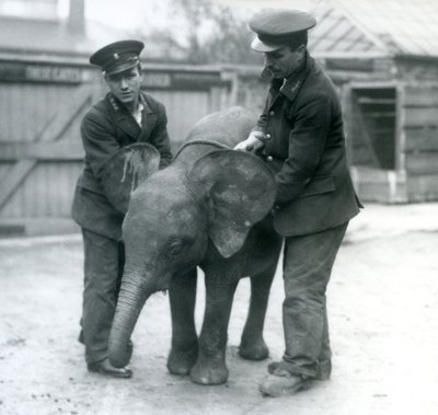 Ung kvinnelig afrikansk pygmeelefant Oojah med to keepere i London Zoo i april 1925 av Frederick William Bond