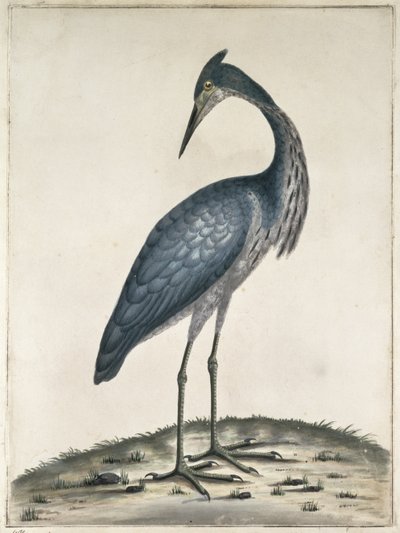A Heron, 1789 (wc og blekk på papir) av Frederick William Hayes
