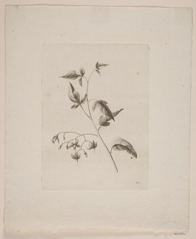 Blomstermotiv av Frederik Schepelern