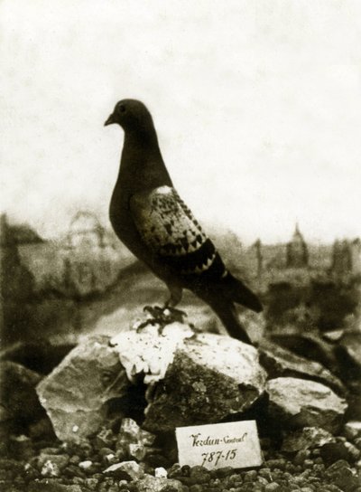 Dyr under første verdenskrig 1914-1918: Den berømte Vaillant Vaillant-duen av French Photographer