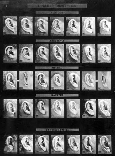Antropometrisk klassifisering og identifikasjon av Bertillon-systemet: sammenligning av ulike typer rette ører (lapp). sd. Sent på 1800-tallet. av French Photographer