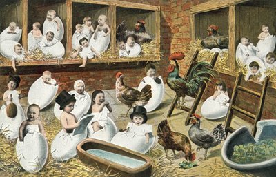 Babyer klekkes fra egg i hønsebu av French Photographer
