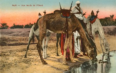 Kameler som drikker på kanten av elven Oued, Algerie av French Photographer