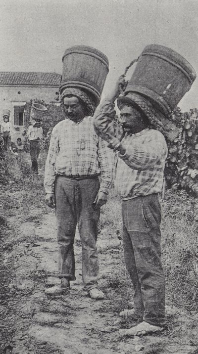 Drueplukkere på jobb (s/hvitt-bilde) av French Photographer