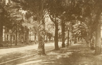 Hyères, Avenue de la Gare, Allee de Palmiers (s/hvitt-bilde) av French Photographer