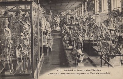 Paris, Jardin Des Plantes av French Photographer