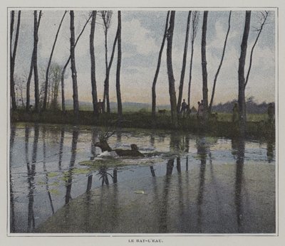 Hjort som svømmer for å unnslippe en jakt (fargebilde) av French Photographer
