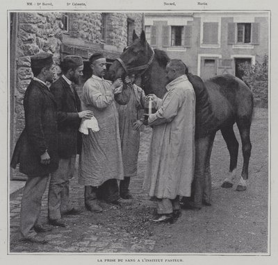Tar en blodprøve fra en hest ved Institut Pasteur, Paris (s/hv-bilde) av French Photographer