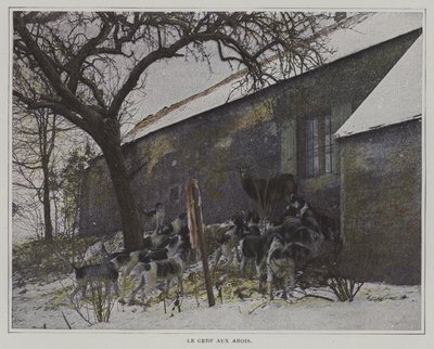 Hjorten i sjakk av French Photographer