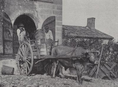 Transport av høstede druer med oksevogn (s/hv-bilde) av French Photographer