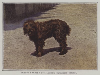 Uldhåret Pointing Griffon (fargebilde) av French Photographer